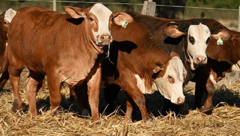 2170096-el-chaco-recibe-por-segundo-ano-a-la-expo-nacional-primavera-braford