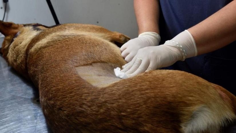 2290089-el-municipio-de-fontana-realizara-castraciones-de-mascotas-gratuitas-como-sacar-turno